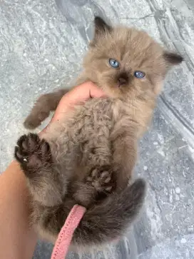 Kucing Ragdoll seal point mink