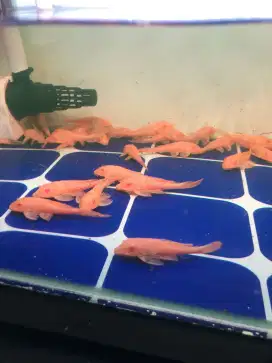 Pleco L083/gibiceps/sapu sapu mentega