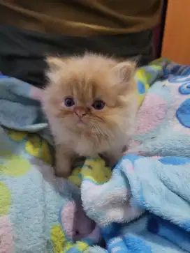 Kucing persia lucuu 400k negoo