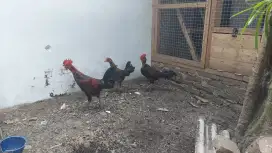 Ayam ketawa trah durasi usia 4 bulan