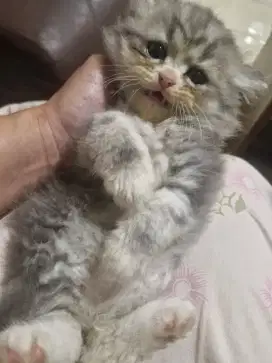 ANAK KUCING / KITTEN PERSIA 750 RIBU