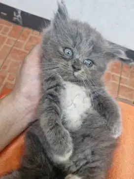 ANAK KUCING / KITTEN PERSIA 600 RIBU