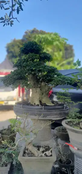 Bonsai serut siap pajang