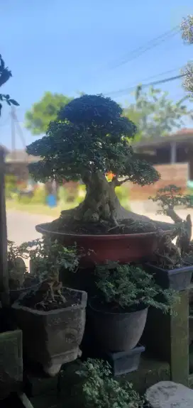 Bonsai serut siap kontes
