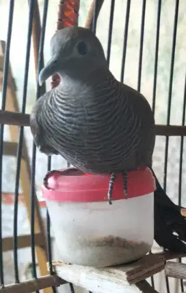 Jual burung perkutut cemani gacor murah meriah