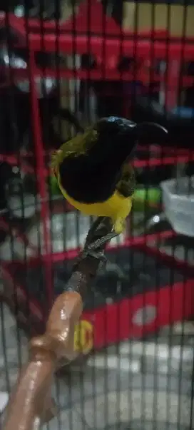 Sogon Mapan Gacor siap gantang