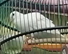 Jual burung derkuku warna BS hitamnya sedikit, murah meriah