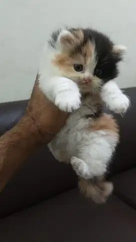 Kitten persia flatnose