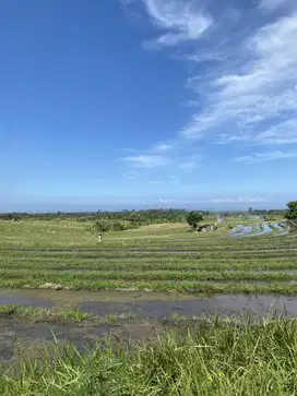 Jual tanah soka selemadeg tabanan view sawah abadi