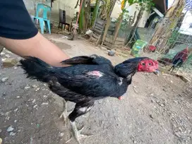 Ayam induk pama