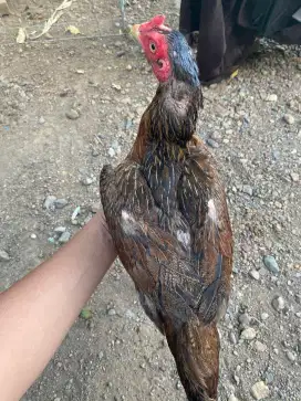 Ayam induk pama