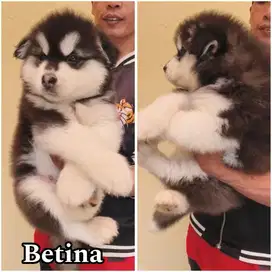 Alaskan malamute betina stambum