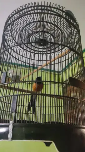 Burung Murai batu Medan hutan