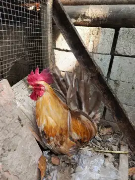 Ayam Kate jantan