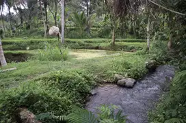Dijual Tanah Riverside dan View Sawah di Apuan Tabanan Bali