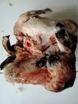 Kepala Kaki Kambing domba