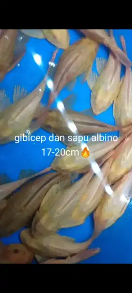 Ikan gibicep dan sapu albino