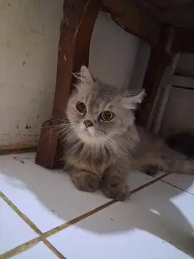 Kucing Kitten Persia Anggora Betina