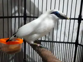 Jalak B ali jantan gacor bersertifikat