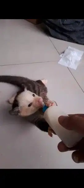 Musang Pandan Mozaik Mata Merah