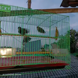 Burung kutilang