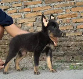 Anjing mix herder