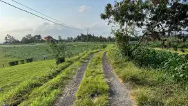 Jual tanah murah dekat pantai area villa di tabanan bali