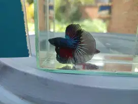 Ikan cupang halfmoon dragon gelap