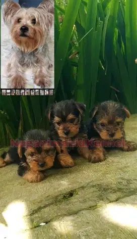 Anjing Yorkshire Jantan Puppies Anakan