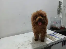 Red Poodle jantan non stb usia 1thn