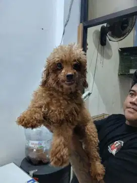 Betina non stb 20 bulan 1x beranak