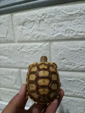 kura-Kura Sulcata