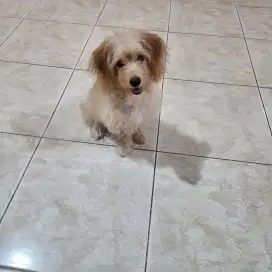 Jual anjing mix breed corgi dan poodle