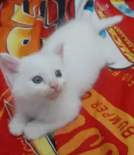 Anak kucing nggora
