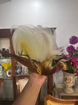 Burung cenderawasih asli papua dan sudah di awetkan ( Formalin)
