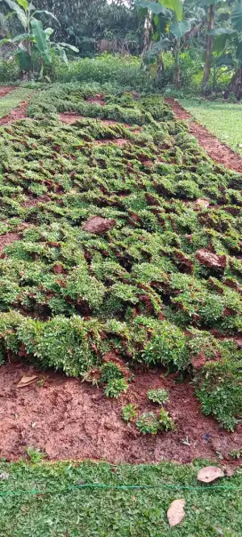 Jual Rumput Gajah Mini