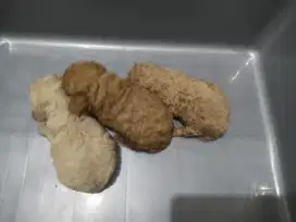 Anakan poodle pure