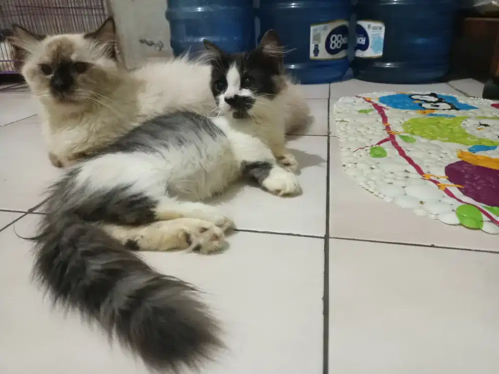 Kitten Jantan Munchkin