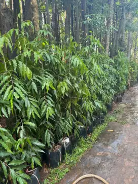 Jual Tanaman Glodokan