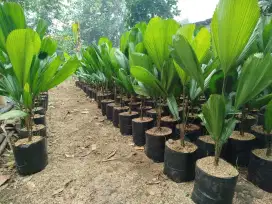 Jual tanaman hias | Palem Kol