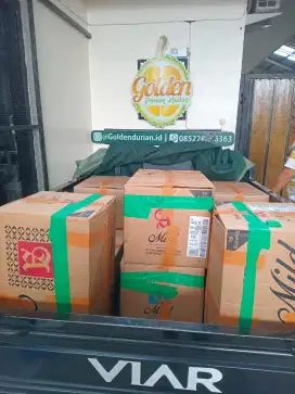 Ready Stock DagDur Termurah
