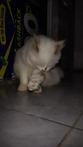 Kitten Persia Ragdoll Betina