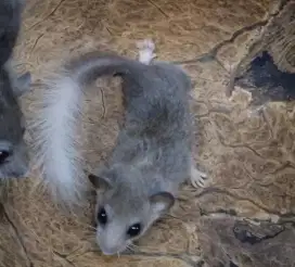 Pigmy mouse white tail