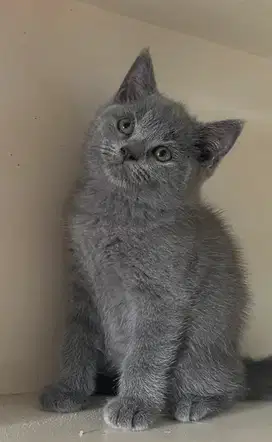 Kucing kitten British shorthair jantan