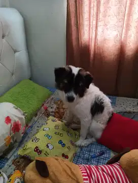 Anjing ras mix pom