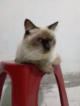 Kucing Himalaya