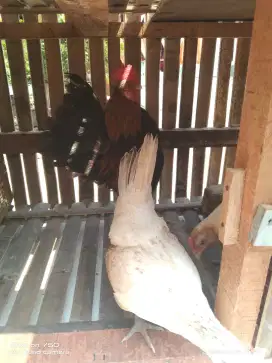 Ayam Kate dan ayam serama