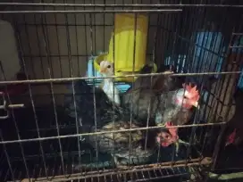 JUAL MURAH ANAKAN AYAM SERAMA KUALITAS IMPOR