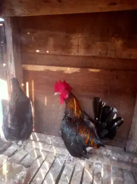 Jual ayam kate sepasang