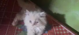 Dijual kucing persia
